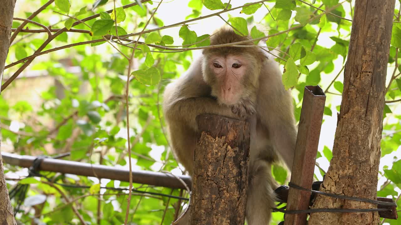 macaco posado en un árbol, observando los alrededores
