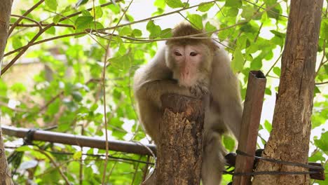 macaque perched on tree, observing surroundings