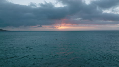 Wale-Im-Meer-In-Der-Abenddämmerung-Beobachten.-Fliegen-Sie-über-Der-Wasseroberfläche,-Bunter-Dämmerungshimmel-Im-Hintergrund.