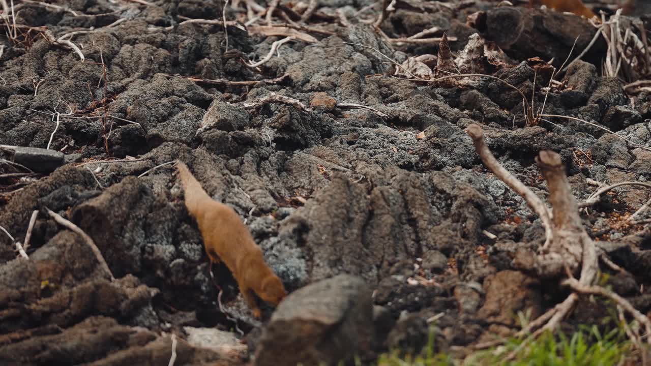 Đoạn phim chồn Mongoose đang tìm kiếm xung quanh môi trường sống tự nhiên, săn mồi và chờ đợi thức ăn, chuyển động chậm, cảnh quay bằng ống kính tele