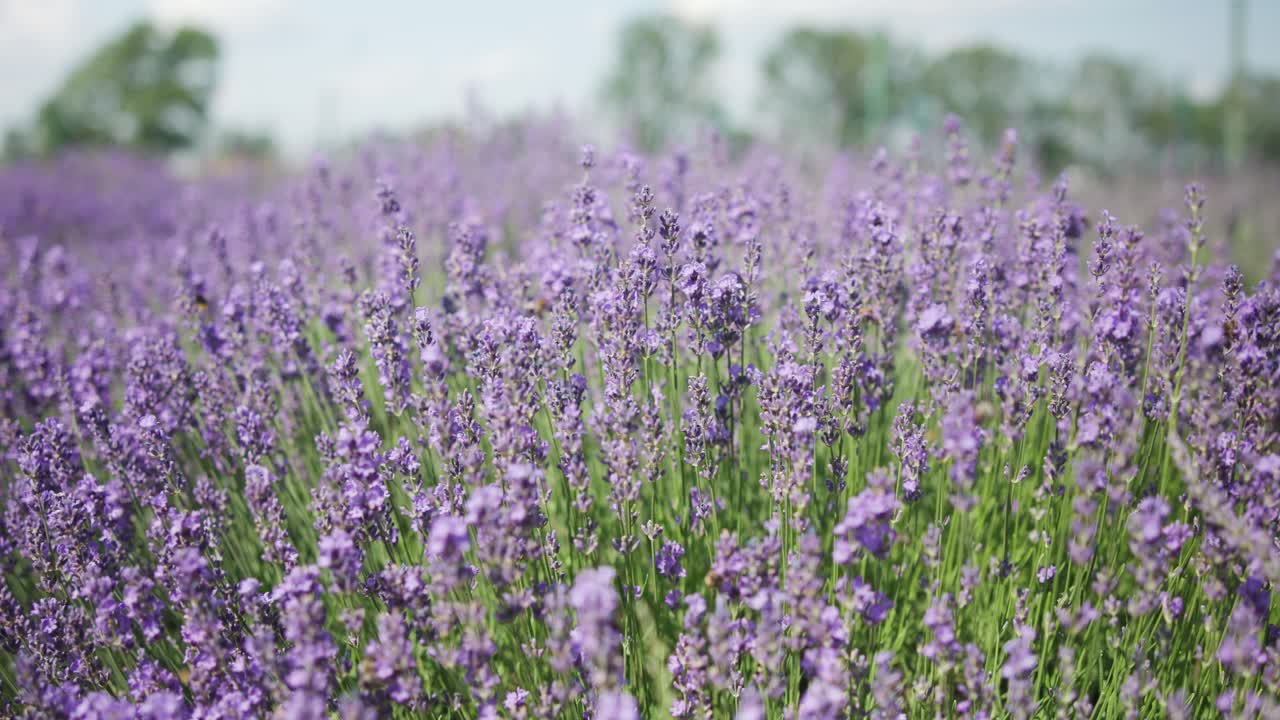 vista de las plantas de lavanda en flor en el medio del jardín