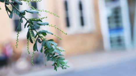close-up of branch with blurred city background