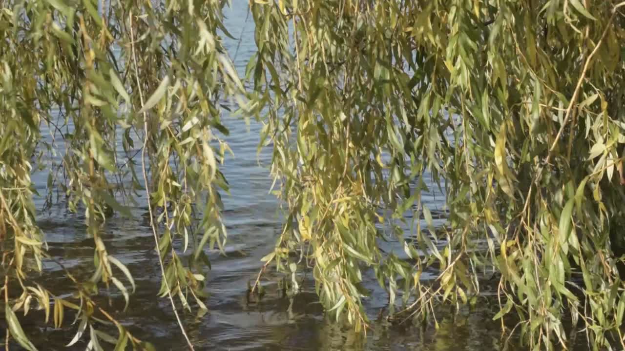 Rami di salice piangente che pendono su un lago.