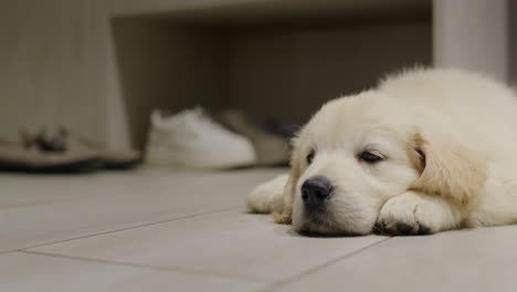 a puppy of a golden retriever lies in the corridor against the background of shoes. waiting for its owner