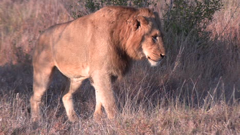 the dominant male lion mounts the other to show him who is boss