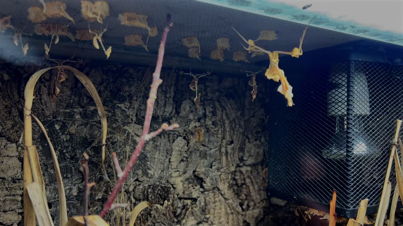 se puede ver un insecto que es difícil de reconocer