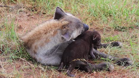 cute spotted hyena cubs are groomed and nurtured by their mother