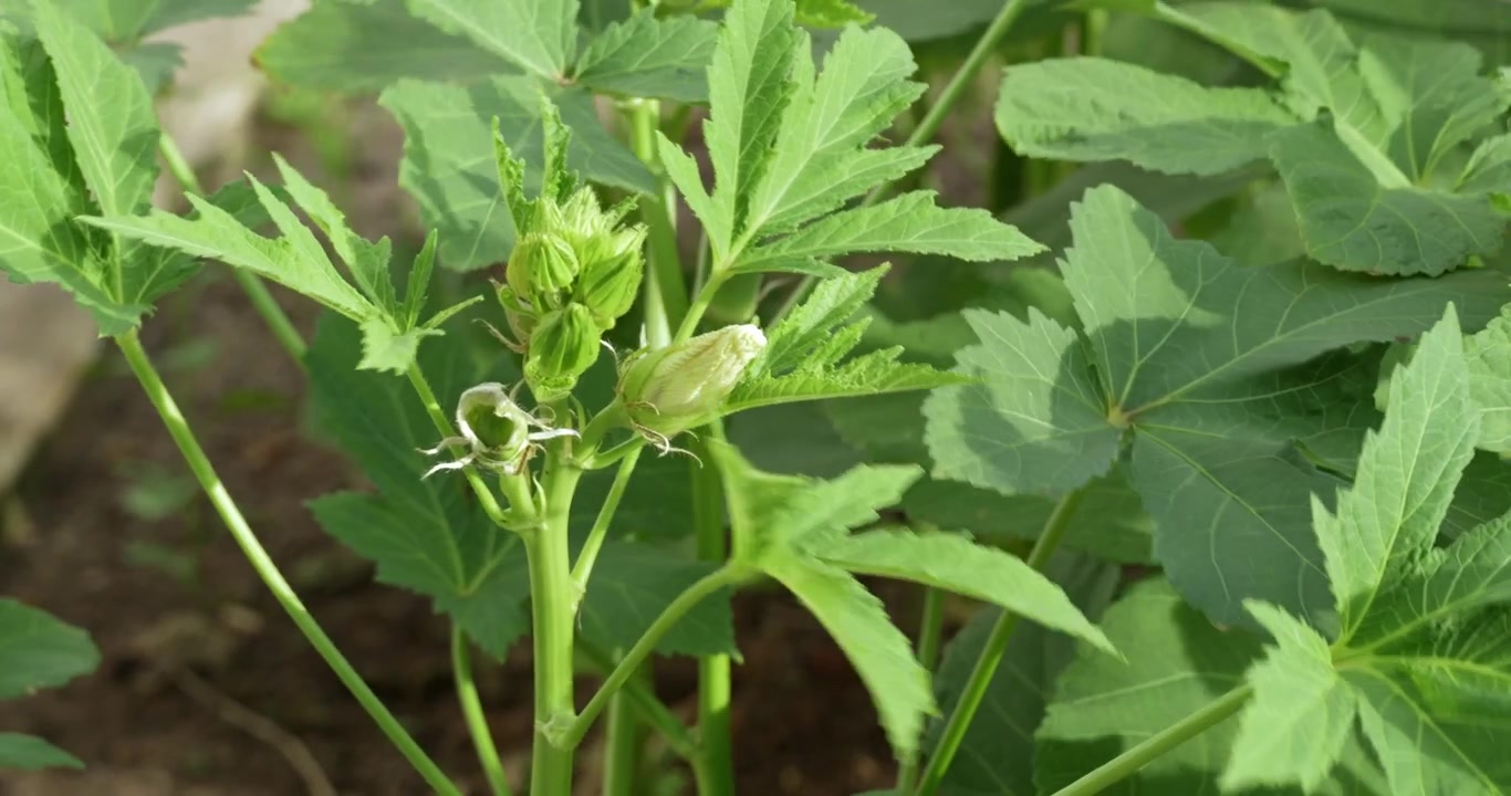 Exploring growing okra plants in a garden agriculture nature greenhouse sustainable gardening techniques. Perfect for projects highlighting technology themes modern lifestyles and authenti...