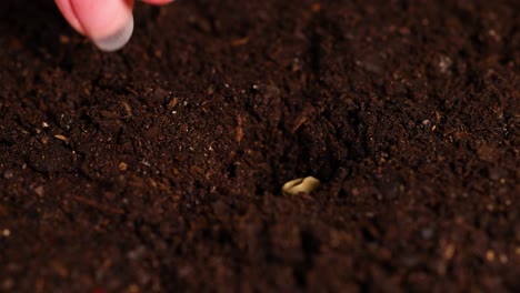 a hand plants seeds in dark, rich soil, highlighting gardening and growth. close-up view with natural lighting