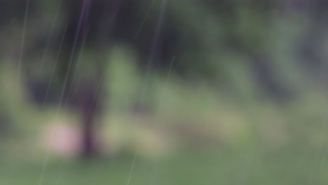 rain comes in the jungle anytime and one must enjoy the most out of it