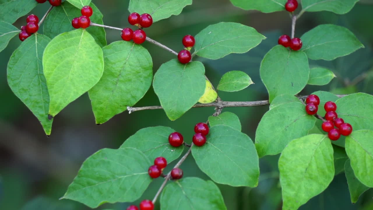 rama de madreselva de primer plano cargada de bayas rojas