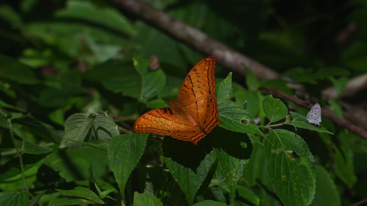 se ve en una hoja y luego llega otra y se va mientras otras mariposas vuelan alrededor