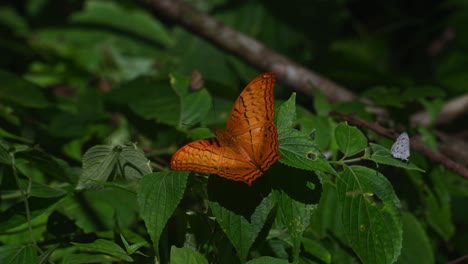 seen on a leaf and then a another one arrives and take offs while other butterflies fly around