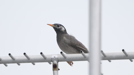 white-cheeked starling bird perching on an antenna and shrinking its body when alerted in tokyo, japan - close up