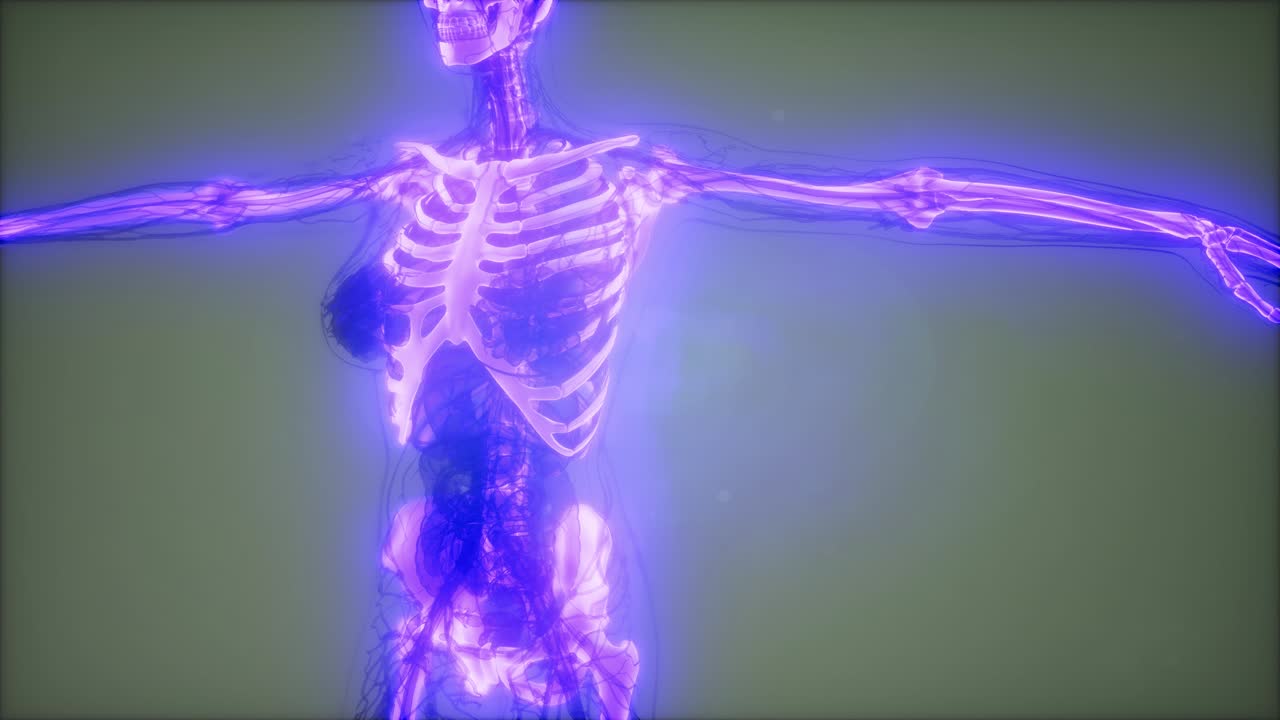 cuerpo humano transparente con huesos visibles