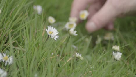 picking up a daisy in a meadow