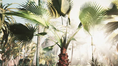 morning light in beautiful jungle garden