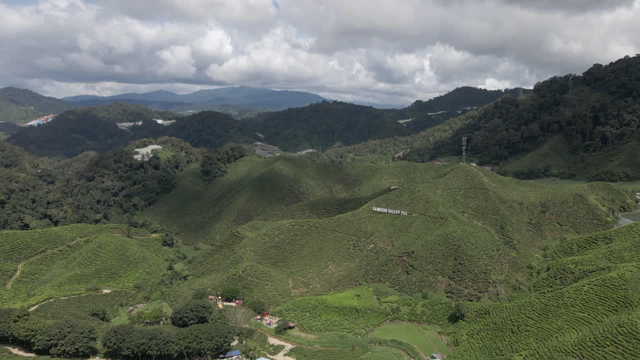 Lush green tea bushes grow on hillside plantation in Malaysia, aerial
