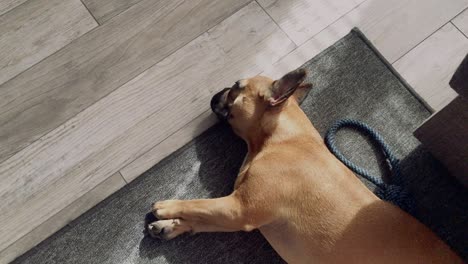 a small sweet french bulldog lies on the floor on a grey carpet in the house, drags out and looks at the lens, is curious about the whole situation