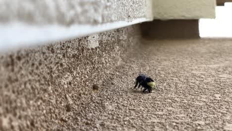 abeja burbuja en apuros y luchando por volver a despegar