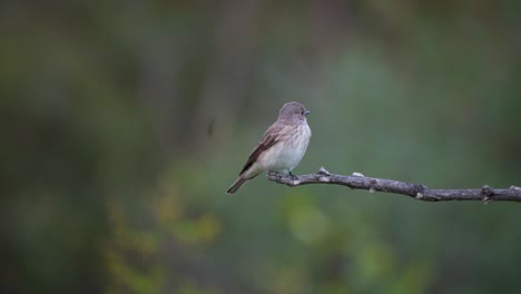 Gefleckter-Fliegenfängervogel,-Der-Auf-Einem-Blattlosen-Zweig-Sitzt-Und-Dann-Wegfliegt