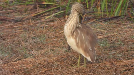 Pond-herons-in-pond-area-chilling-on-sunrise-