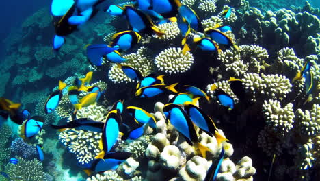 colorful fish and coral reef
