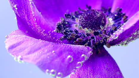 nahaufnahme einer leuchtend lila anemonenblüte mit wassertropfen und blasen