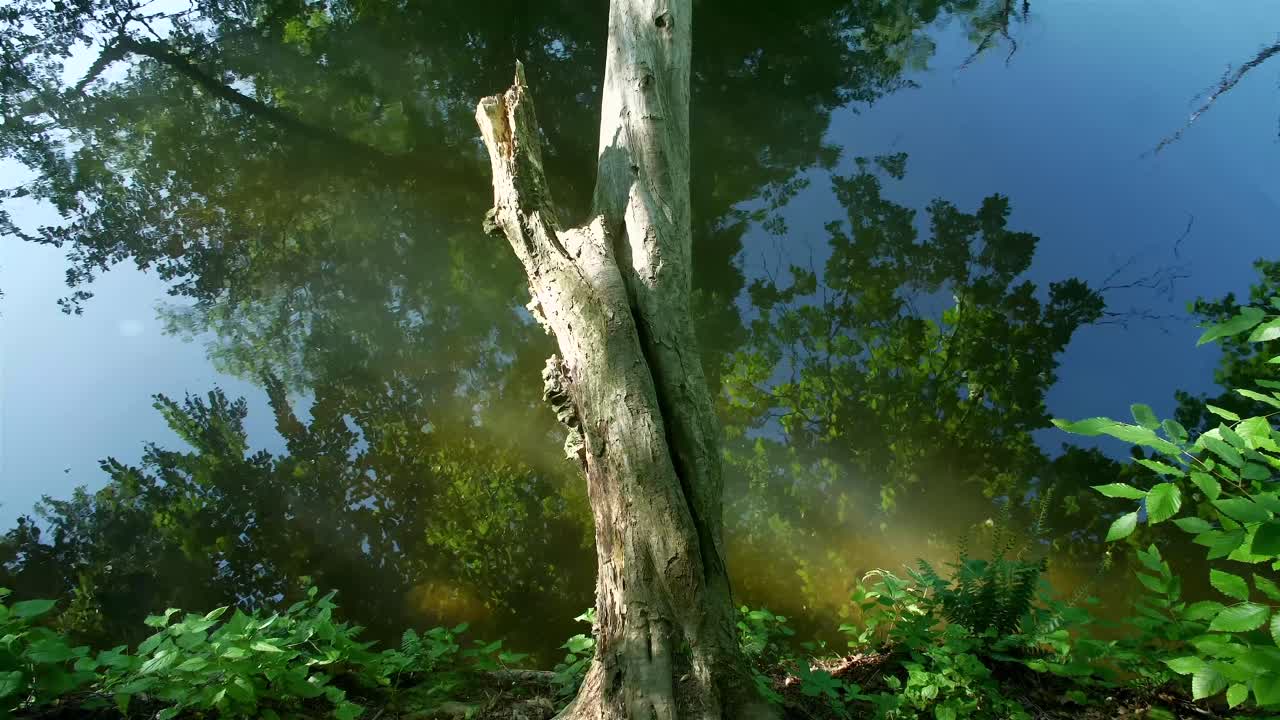 침착 한 강 물 을 가로지르는  ⁇ 빛 의 느린 움직임 으로 보이는 나무 가노피