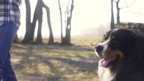 Close-up-view-of-caucasian-woman-hand-petting-her-dog-in-the-countryside