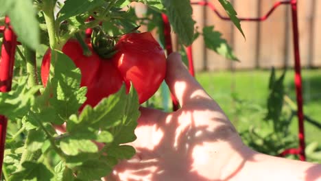 Tomato-being-picked-from-plant