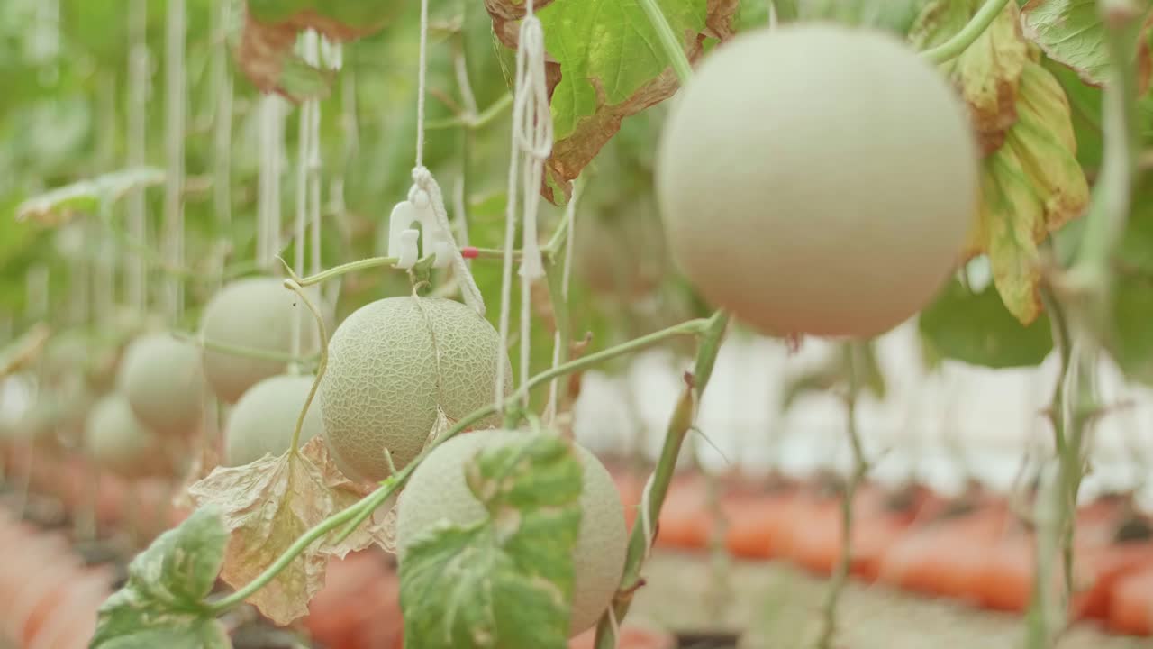 Cantaloupe Growing in Greenhouse