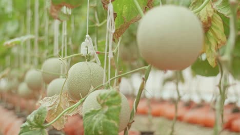 cantaloupe growing in greenhouse