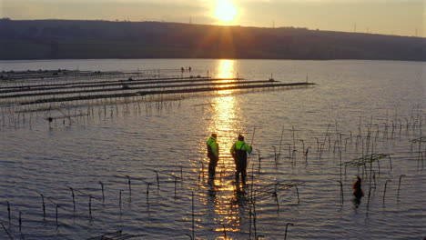sunrise illuminates oyster farm landscape, featuring farmers working on the frame structures