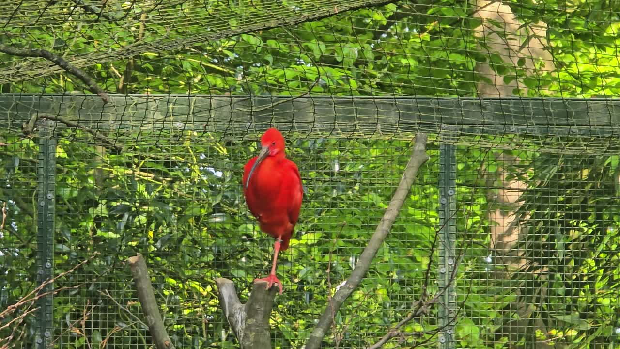 Scarlet Ibis bird (Eudocimus ruber) sits on a branch and closely observes the surroundings.