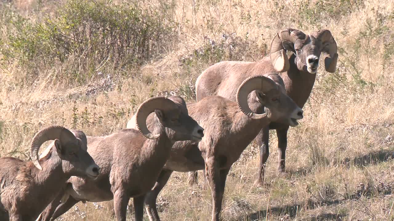 바위 산 큰뿔양(ovis canadensis) 연못 국립 들소 범위 몬타나 2015에서 물 마시기