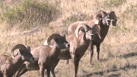 Rock-Mountain-Dickhornschaf-(Ovis-Canadensis)-Trinken-Aus-Einem-Teich-National-Bison-Range-Montana-2015