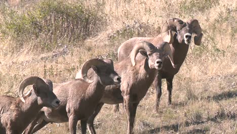 el borrego cimarrón de la montaña rocosa (ovis canadensis) bebe de un estanque rango nacional de bisontes montana 2015
