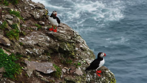 two puffins standing nearby the coastline of the látrabjarg area