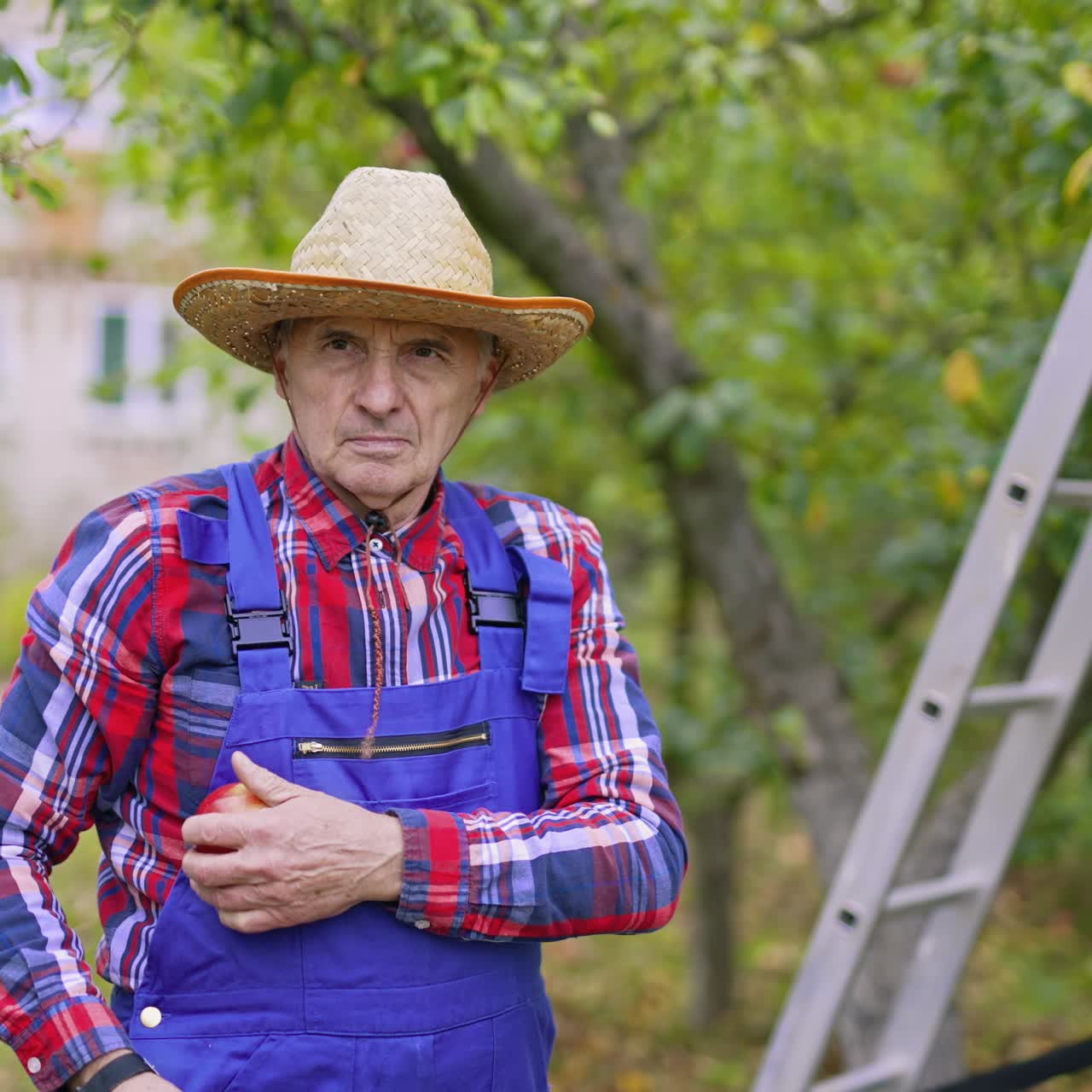 Mandlig gartner med hat holder et friskt, modent æble udendørs. Landmand snuser til aromatisk æble i haven om efteråret. Økologisk mad