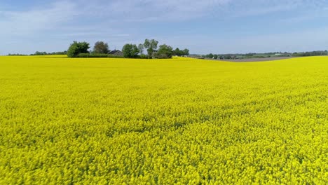 panorama of rapeseed field at countryside in summer