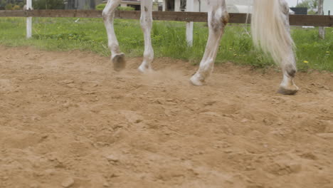 Close-Up-Of-White-Horse-Walking