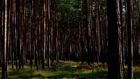 Nuestra-Colección-De-Material-De-Archivo-De-Naturaleza,-Bosque,-Madera-Y-Verde-Es-La-Manera-Perfecta-De-Incorporar-La-Belleza-Y-La-Tranquilidad-De-La-Naturaleza-A-Sus-Proyectos-De-Video.