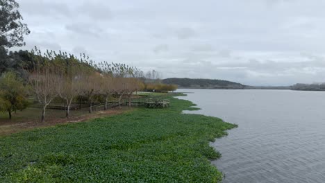 Aerial-view-of-a-lake-shore-full-of-water-hyacinths-with-a-beautiful-wood-walkway-and-deck