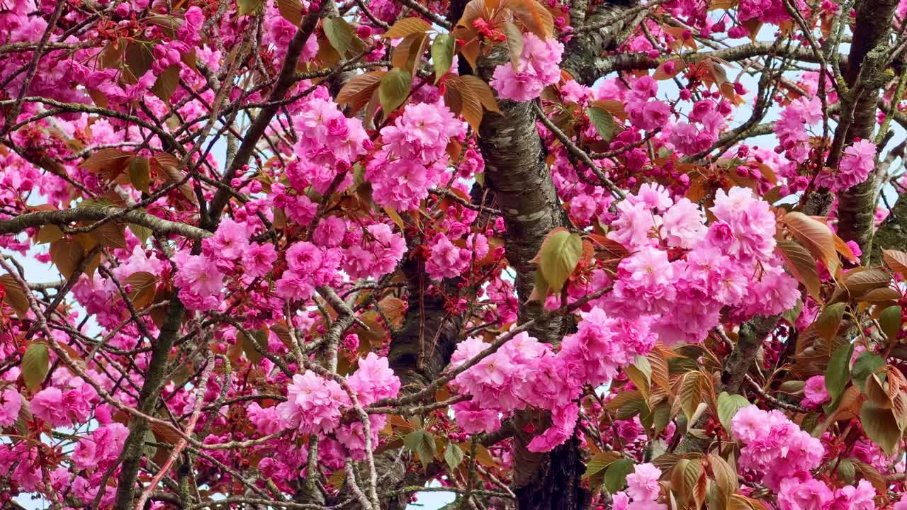 Cerisier en fleurs (Prunus serrulata, famille des Rosacées) avec d'abondantes fleurs doubles roses et des feuilles naissantes au printemps, arbre d'ornement dans un jardin, panoramique descendant avec plan de révélation ascendante