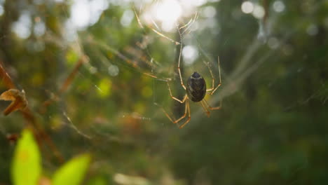 Small-spider-hangs-on-web-at-light-wind-in-park-slow-motion