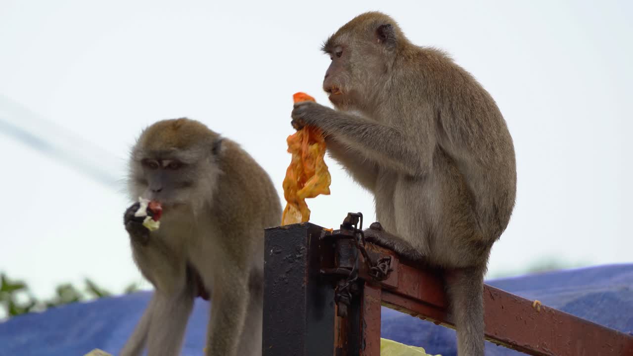 dos macacos salvajes comedores de cangrejos, macacos de cola larga vistos en la parte superior de un camión contenedor de basura, hurgando en la basura, atornillando la comida con sus manos prensiles, disparo de cerca