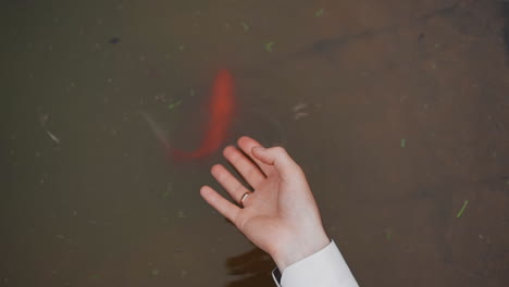 Guy-reaches-out-hand-to-koi-carps-swimming-in-small-lake