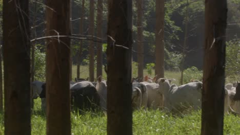 herd of nelore cattle running home to farm