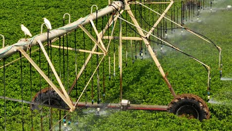 Automatic-GPS-based-sprinkler-irrigation-system-at-work-watering-Cotton-crops,-Aerial-view